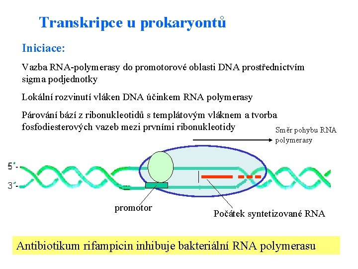 Transkripce u prokaryontů Iniciace: Vazba RNA-polymerasy do promotorové oblasti DNA prostřednictvím sigma podjednotky Lokální