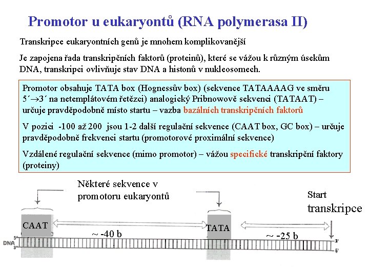 Promotor u eukaryontů (RNA polymerasa II) Transkripce eukaryontních genů je mnohem komplikovanější Je zapojena