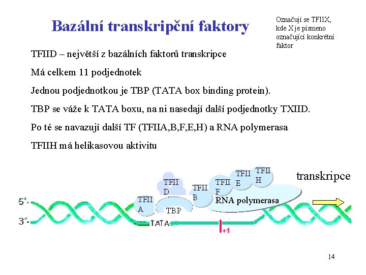 Bazální transkripční faktory TFIID – největší z bazálních faktorů transkripce Označují se TFIIX, kde
