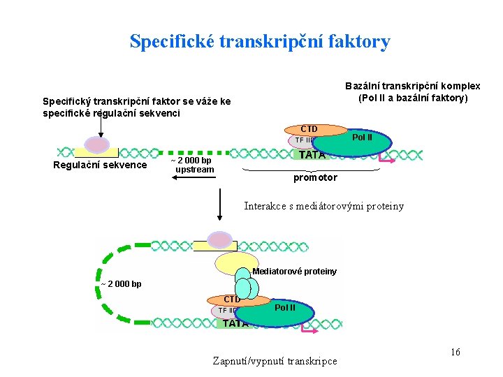 Specifické transkripční faktory Bazální transkripční komplex (Pol II a bazální faktory) Specifický transkripční faktor