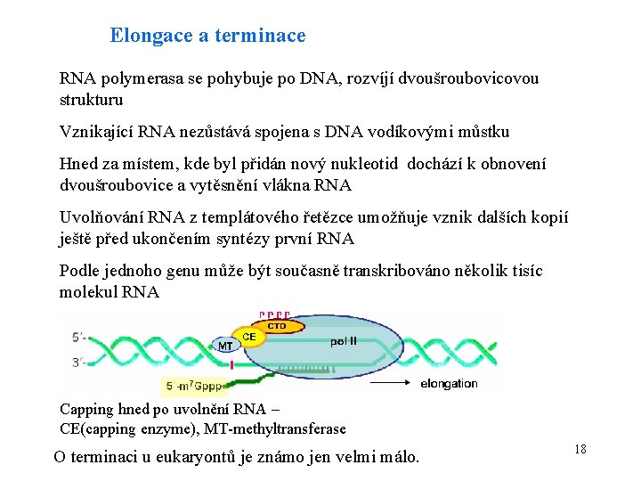 Elongace a terminace RNA polymerasa se pohybuje po DNA, rozvíjí dvoušroubovicovou strukturu Vznikající RNA