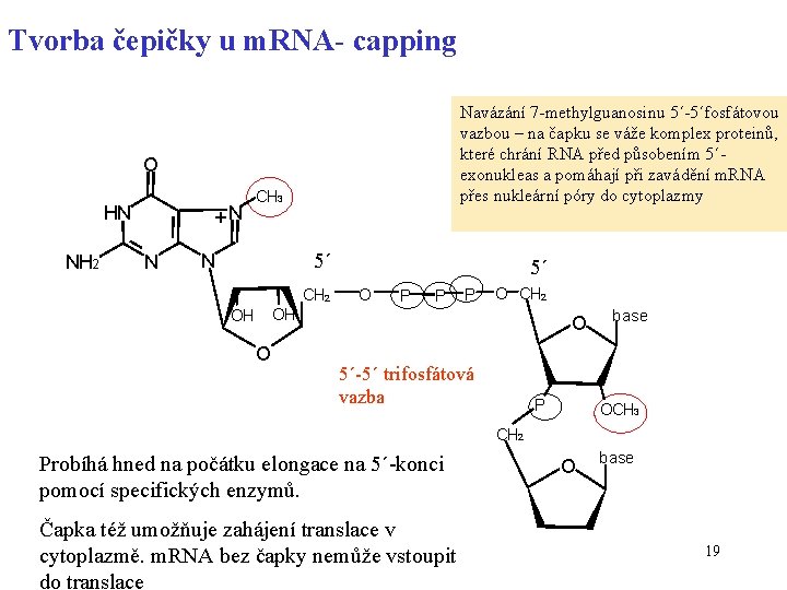 Tvorba čepičky u m. RNA- capping Navázání 7 -methylguanosinu 5´-5´fosfátovou vazbou – na čapku