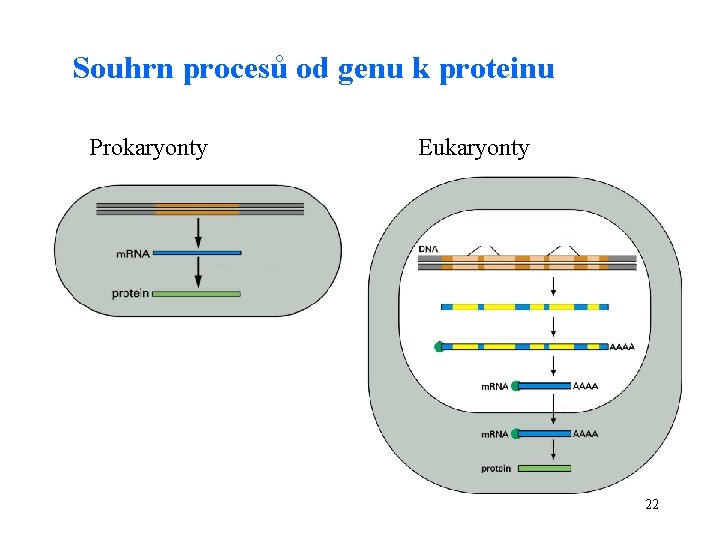 Souhrn procesů od genu k proteinu Prokaryonty Eukaryonty 22 