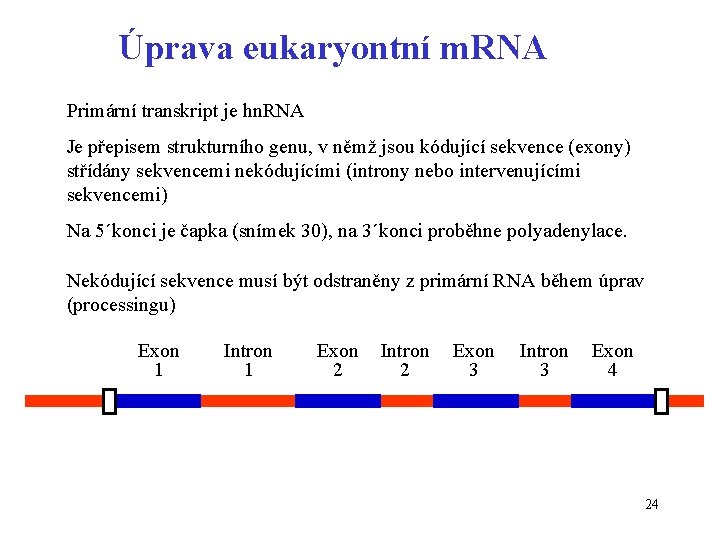 Úprava eukaryontní m. RNA Primární transkript je hn. RNA Je přepisem strukturního genu, v