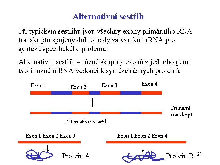 Alternativní sestřih Při typickém sestřihu jsou všechny exony primárního RNA transkriptu spojeny dohromady za