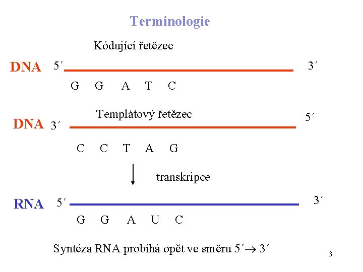 Terminologie Kódující řetězec DNA 5´ 3´ G G A T C Templátový řetězec DNA
