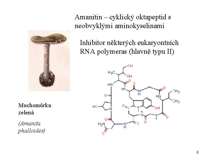 Amanitin – cyklický oktapeptid s neobvyklými aminokyselinami Inhibitor některých eukaryontních RNA polymeras (hlavně typu