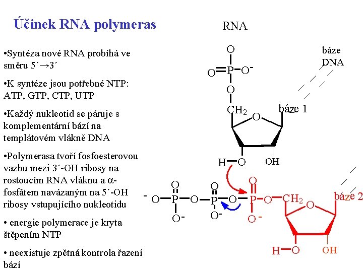 Účinek RNA polymeras • Syntéza nové RNA probíhá ve směru 5´→ 3´ • K