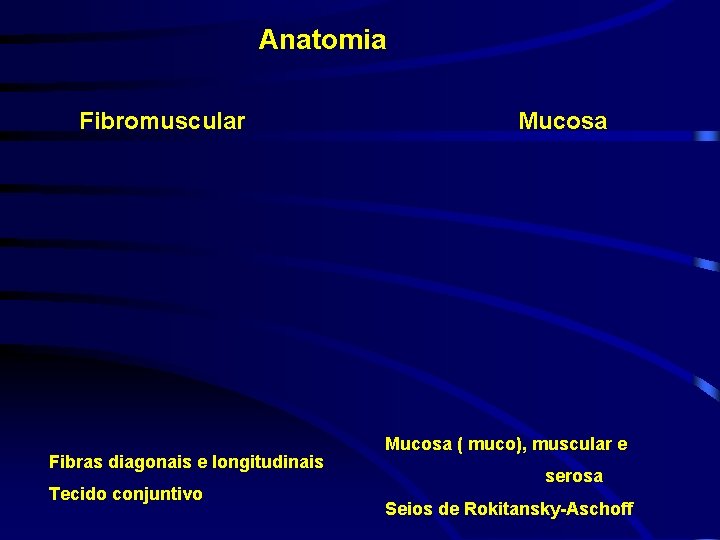 Anatomia Fibromuscular Fibras diagonais e longitudinais Tecido conjuntivo Mucosa ( muco), muscular e serosa