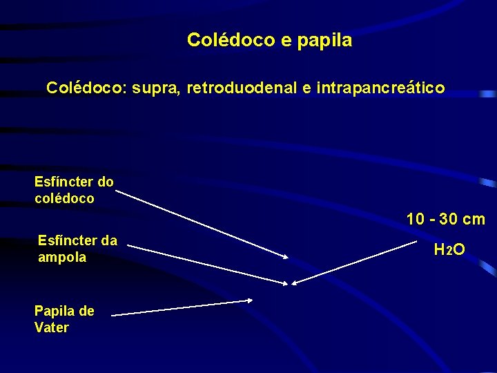 Colédoco e papila Colédoco: supra, retroduodenal e intrapancreático Esfíncter do colédoco 10 - 30