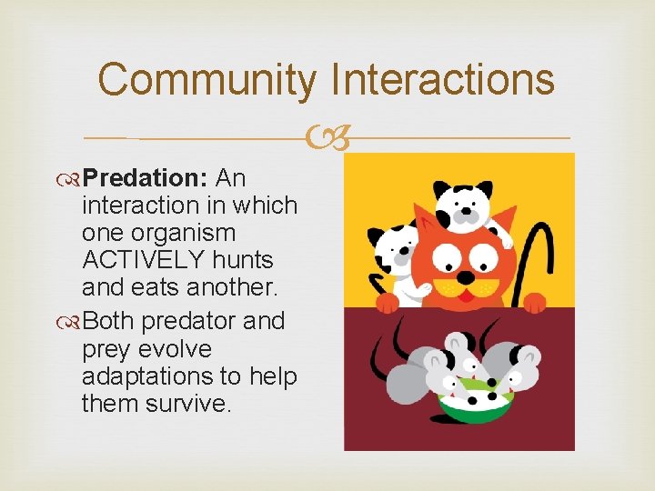 Community Interactions Predation: An interaction in which one organism ACTIVELY hunts and eats another. Community Interactions Predation: An interaction in which one organism ACTIVELY hunts and eats another.