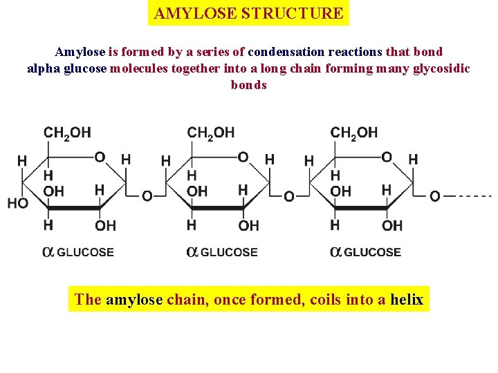 AMYLOSE STRUCTURE Amylose is formed by a series of condensation reactions that bond alpha
