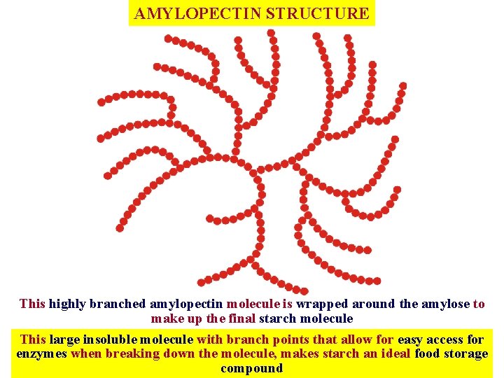AMYLOPECTIN STRUCTURE This highly branched amylopectin molecule is wrapped around the amylose to make