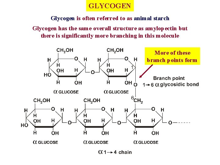GLYCOGEN Glycogen is often referred to as animal starch Glycogen has the same overall