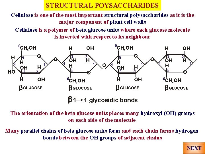 STRUCTURAL POYSACCHARIDES Cellulose is one of the most important structural polysaccharides as it is