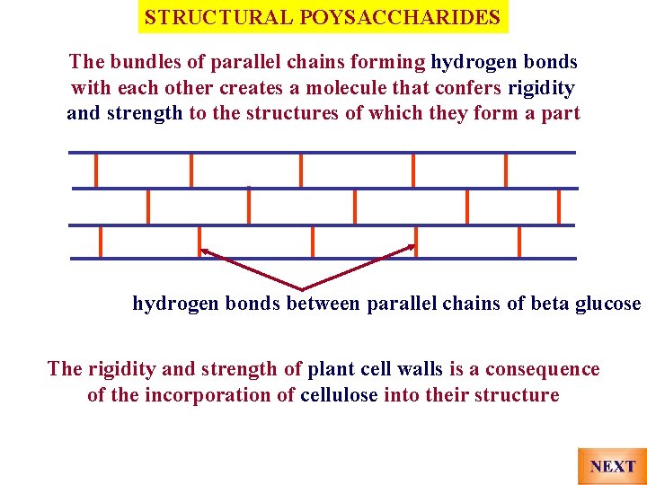 STRUCTURAL POYSACCHARIDES The bundles of parallel chains forming hydrogen bonds with each other creates