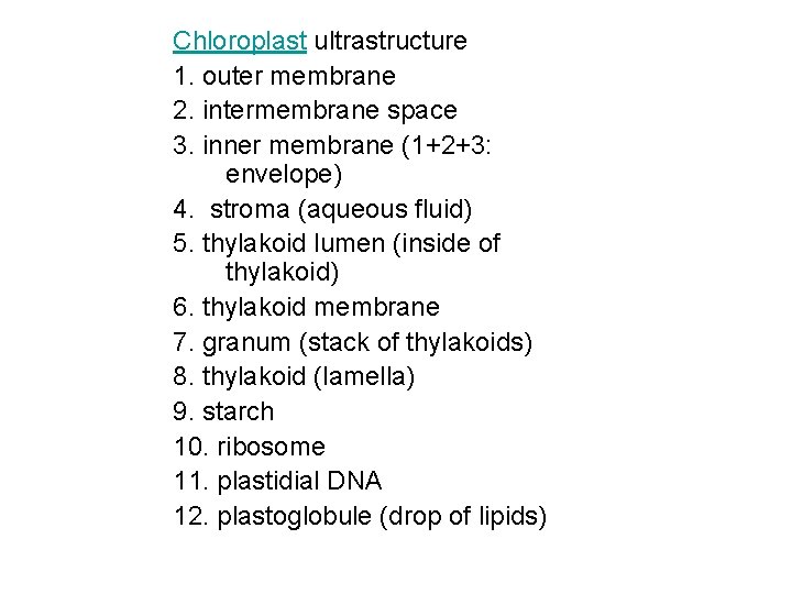 Chloroplast ultrastructure 1. outer membrane 2. intermembrane space 3. inner membrane (1+2+3: envelope) 4.