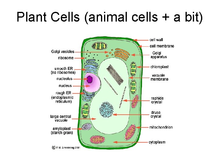 Plant Cells (animal cells + a bit) 