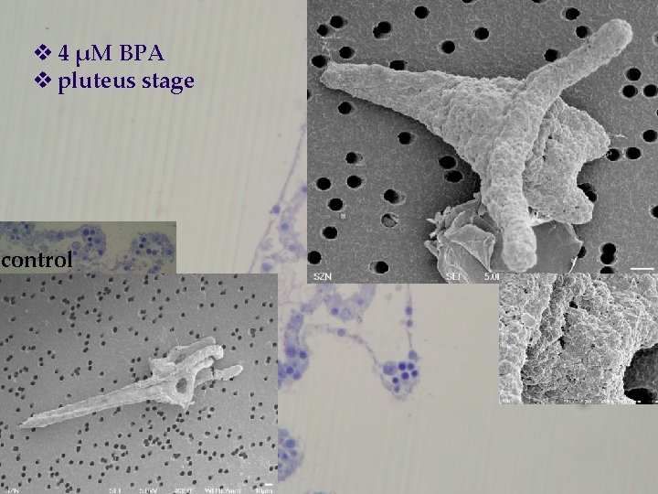 v 4 μM BPA v pluteus stage control 