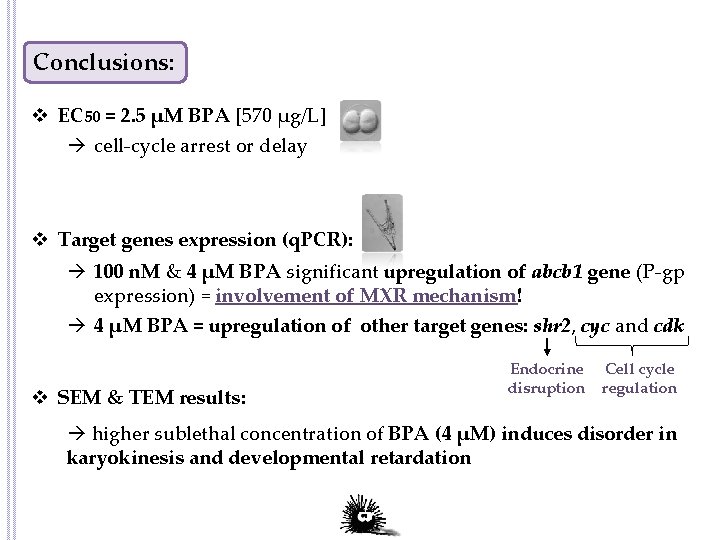 Conclusions: v EC 50 = 2. 5 μM BPA [570 µg/L] cell-cycle arrest or