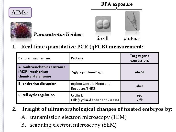 BPA exposure AIMs: Paracentrotus lividus: 2 -cell pluteus 1. Real time quantitative PCR (q.