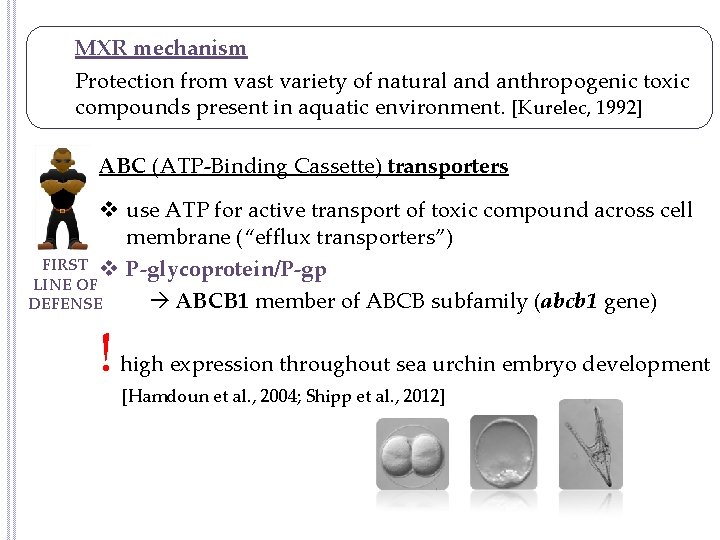 MXR mechanism Protection from vast variety of natural and anthropogenic toxic compounds present in