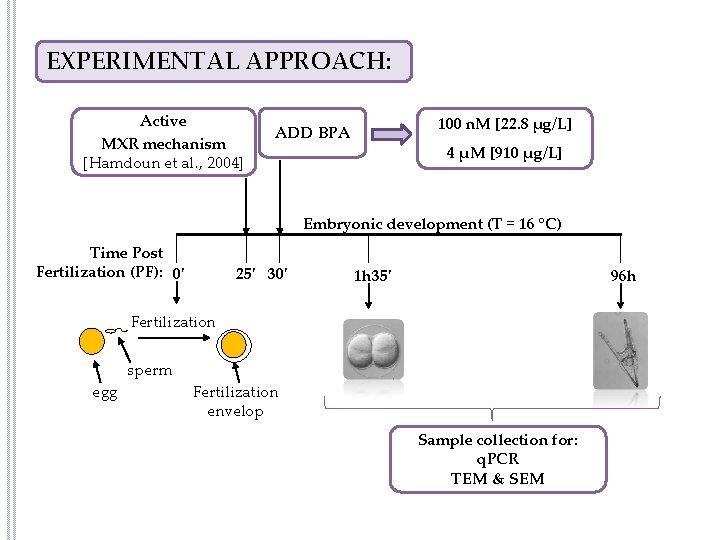 EXPERIMENTAL APPROACH: Active MXR mechanism [Hamdoun et al. , 2004] 100 n. M [22.