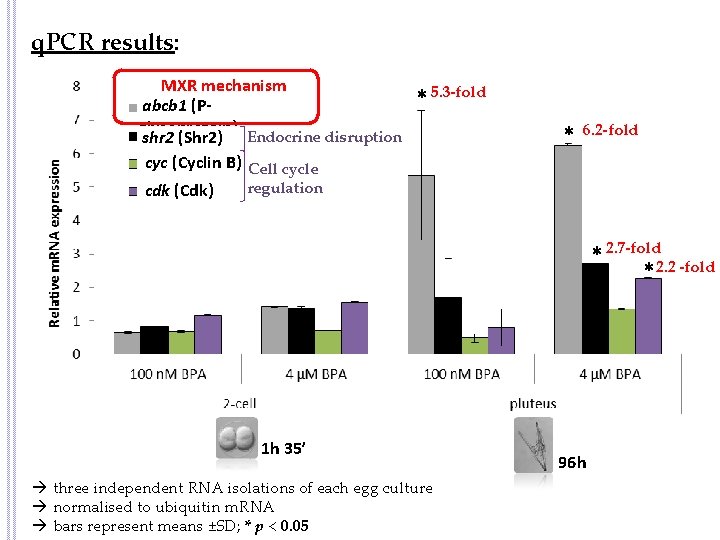 q. PCR results: MXR mechanism abcb 1 (Pglycoprotein) Endocrine disruption shr 2 (Shr 2)