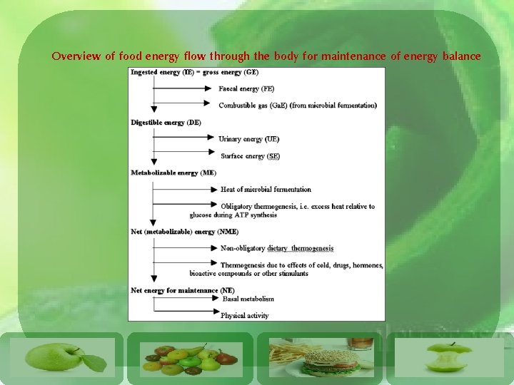 Overview of food energy flow through the body for maintenance of energy balance 