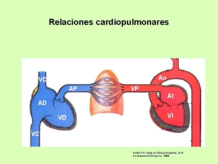 Relaciones cardiopulmonares Ao VC AP VP AI AD VD VI VC Netter FH: Atlas
