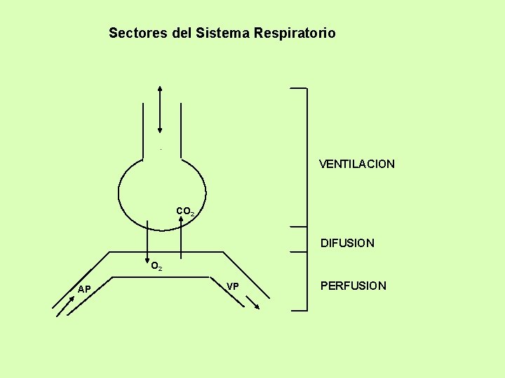 Sectores del Sistema Respiratorio VENTILACION CO 2 DIFUSION O 2 AP VP PERFUSION 