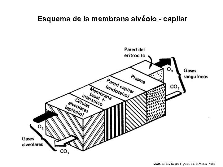Esquema de la membrana alvéolo - capilar Modif. de Bevilacqua F. y col. Ed.