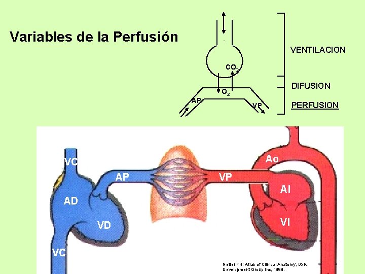 Variables de la Perfusión VENTILACION CO 2 DIFUSION O 2 AP PERFUSION VP Ao