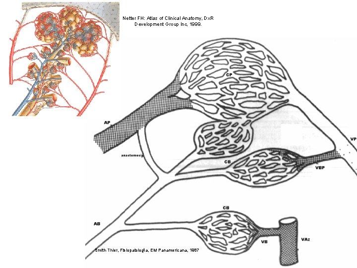 Netter FH: Atlas of Clinical Anatomy, Dx. R Development Group Inc, 1999. Smith Thier,
