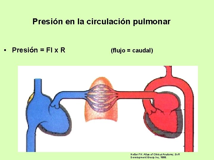 Presión en la circulación pulmonar • Presión = Fl x R (flujo = caudal)