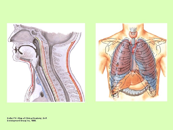 Netter FH: Atlas of Clinical Anatomy, Dx. R Development Group Inc, 1999. 