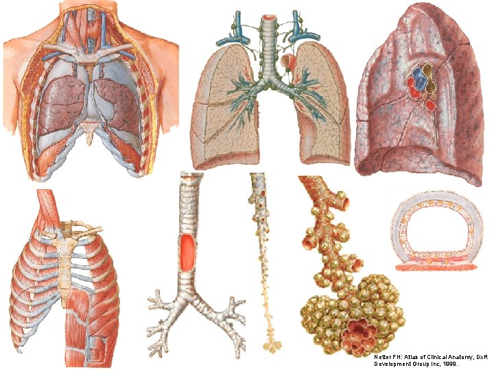 Netter FH: Atlas of Clinical Anatomy, Dx. R Development Group Inc, 1999. 