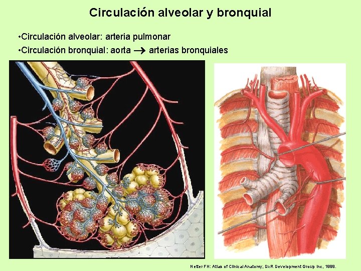 Circulación alveolar y bronquial • Circulación alveolar: arteria pulmonar • Circulación bronquial: aorta arterias