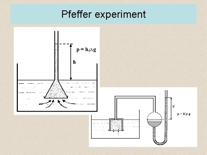 Pfeffer experiment 