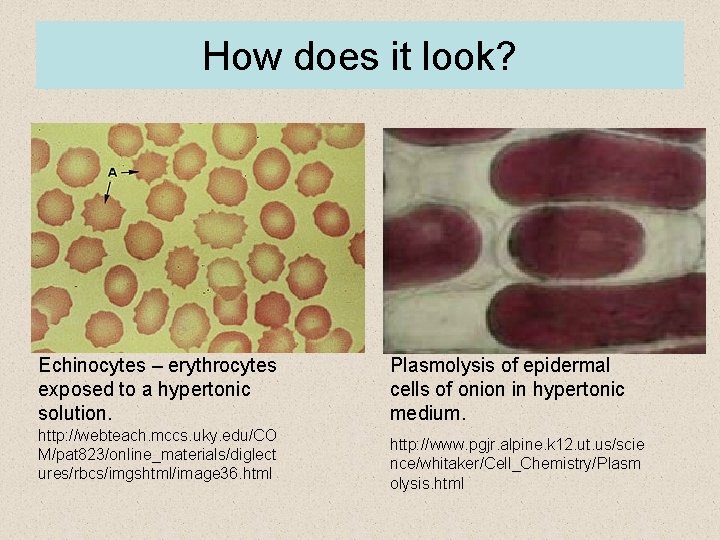 How does it look? Echinocytes – erythrocytes exposed to a hypertonic solution. http: //webteach.