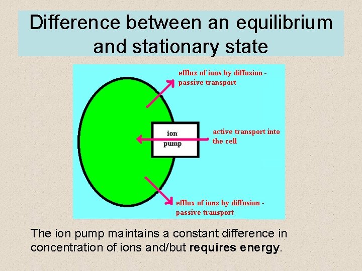 Difference between an equilibrium and stationary state The ion pump maintains a constant difference