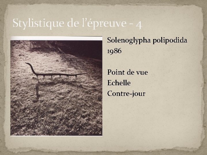 Stylistique de l’épreuve - 4 Solenoglypha polipodida 1986 Point de vue Echelle Contre-jour 