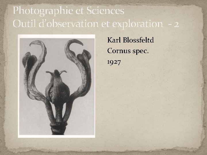 Photographie et Sciences Outil d’observation et exploration - 2 Karl Blossfeltd Cornus spec. 1927