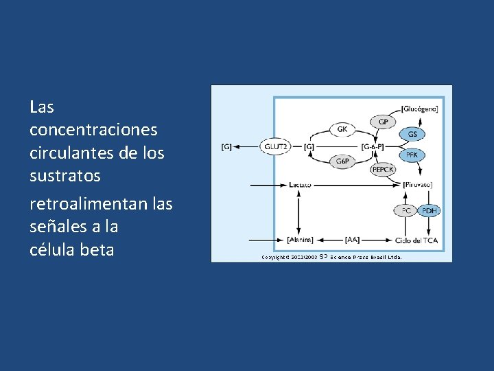 Las concentraciones circulantes de los sustratos retroalimentan las señales a la célula beta 