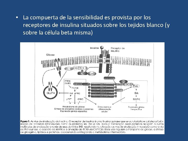  • La compuerta de la sensibilidad es provista por los receptores de insulina