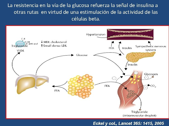 La resistencia en la vía de la glucosa refuerza la señal de insulina a