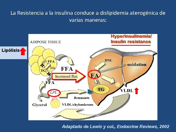 La Resistencia a la insulina conduce a dislipidemia aterogénica de varias maneras: Lipólisis Adaptado