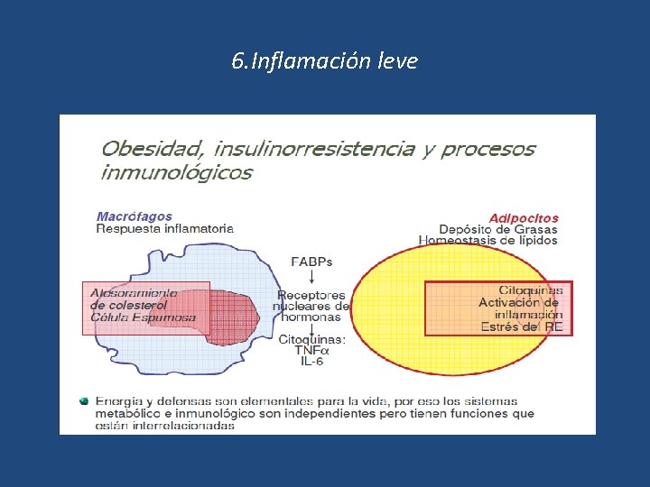 6. Inflamación leve 