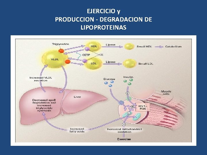 EJERCICIO y PRODUCCION - DEGRADACION DE LIPOPROTEINAS 