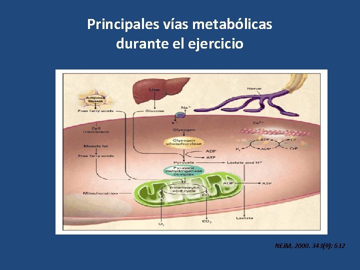 Principales vías metabólicas durante el ejercicio NEJM, 2000. 343(9): 632 